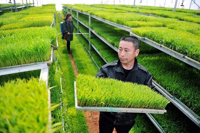 外出務(wù)工地不拋，農(nóng)業(yè)生產(chǎn)托管服務(wù)解憂